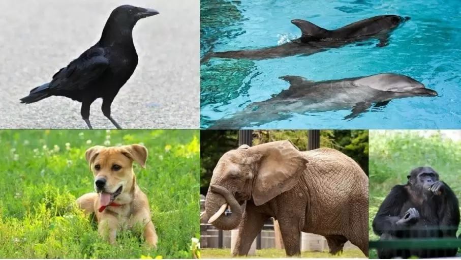 intelligentAnimal