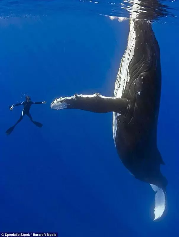 diver whale