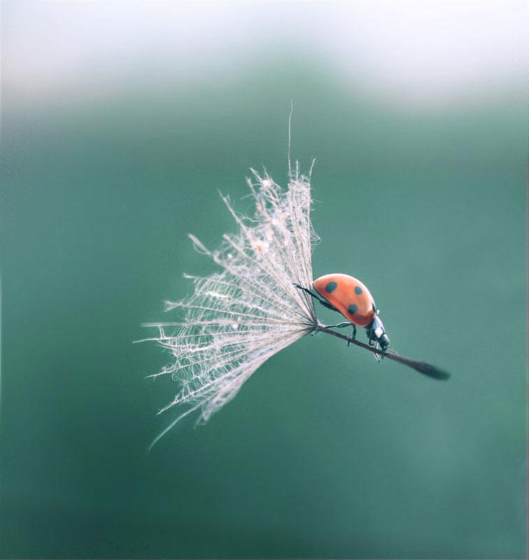 ladybug dandelion
