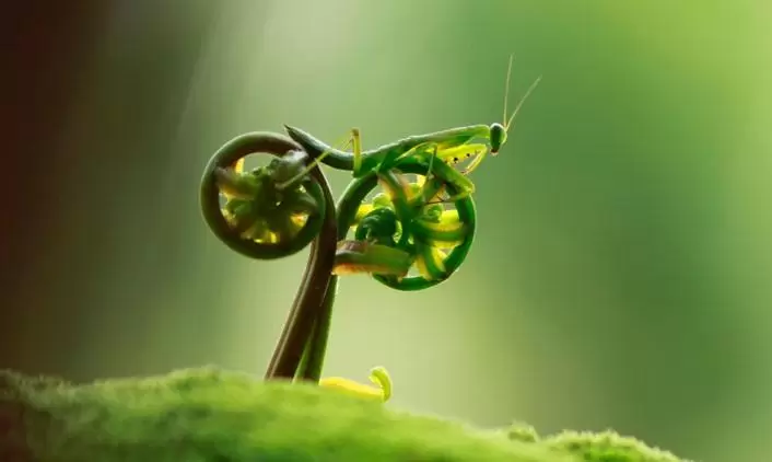 praying mantis bike