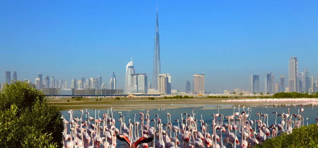 10 Best Places to Visit in Dubai 10 Ras Al Khor Wildlife Sanctuary